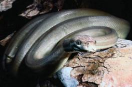澳洲第二大蛇类橄榄蟒蛇，可当宠物(长达6.5米)