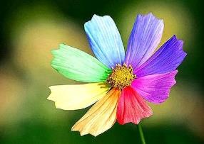 沙漠中最神奇的花，依米花10年一开花花瓣为彩色（花期只有2天）
