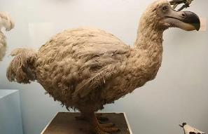 世界上最贵的鸟类化石，渡渡鸟(拍出440万美元天价)