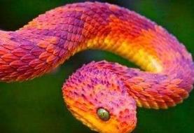 世界上最奇异的蛇，香蛇（散发出的香味能防蚊虫）