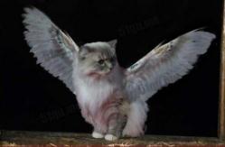 未知生物天使猫，长有翅膀还会飞(目击者称体型长3米)