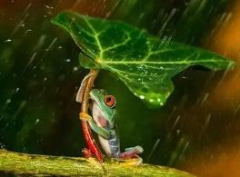 世界上最可怜的青蛙打伞树蛙，被摄影师摆拍折磨致死