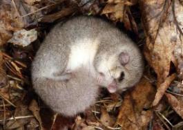 世界上最喜欢睡觉的老鼠，睡鼠（每年大约有9个月都在冬眠）