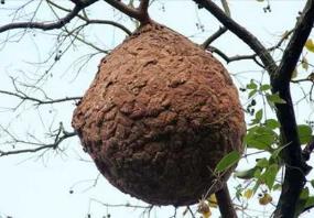 世界上最大的蚂蜂窝，切开墙壁全是密密麻麻的马蜂