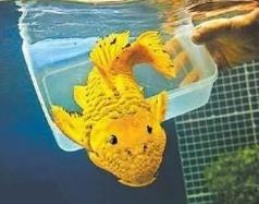 世界上最独特的变异鱼种，24k黄金达摩（身价高达数十万）