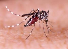 世界上最危险的生物，竟是在我们身边四处可见的蚊子（携带病毒）