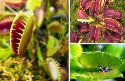 世界十大食虫植物，拥有漂亮陷阱的吃肉植物(图片大全)
