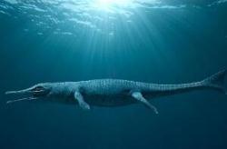 世界上最早的鲸鱼：古蜥鲸，竟能将恐龙生吞(化石图片)