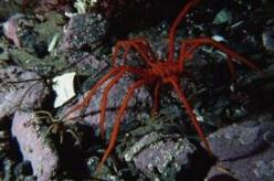 南极巨型海蜘蛛，腿长25厘米患有极地巨大症(图片)
