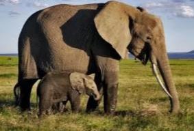 世界上陆地上最重的动物，非洲大象最重可达13.5吨（约9辆汽车重）