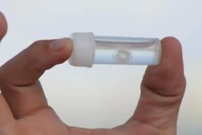 世界上最小的水母，小指甲盖大小的伊鲁坎吉水母（含剧毒）