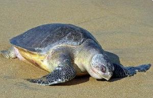 世界上最小的海龟，丽龟体长60-70厘米（曾被列为濒危物种）