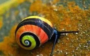 世界上最漂亮的彩色蜗牛，古巴彩色蜗牛(外壳鲜艳又亮丽)