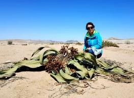 世界上最怪异的植物：千岁兰，在沙漠中活了千年