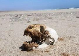 世界上最恐怖的沙滩，纳米比亚骷髅海岸遍地尸骨让人有去无回