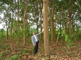 世界上最轻的树：轻木（为轻型结构的重要材料）