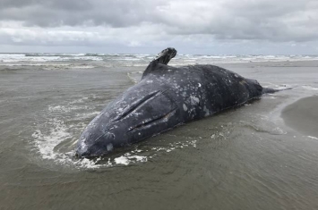 《当代生物学》杂志：太阳风暴可能导致灰鲸“失去判断力”