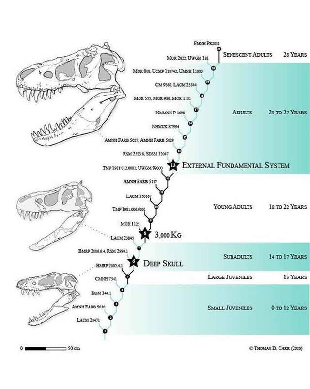 矮暴龙真实存在吗？雷克斯暴龙经历21个不同的生长阶段