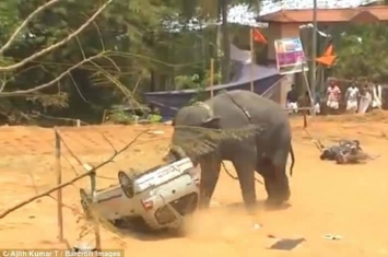 侏罗纪公园情景再现？印度喀拉拉邦一头大象突然失控在村子横冲乱撞掀翻汽车