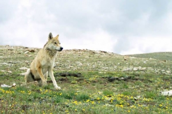 《Journal of Biogeography》：高纬度基因将喜马拉雅狼变成新物种