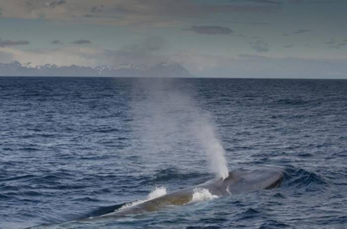 蓝鲸和其他大型鲸鱼物种正在南极水域卷土重来