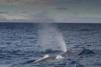 蓝鲸和其他大型鲸鱼物种正在南极水域卷土重来