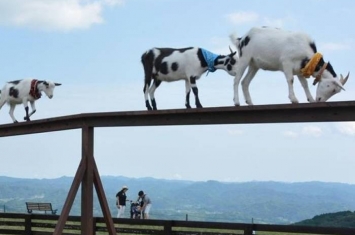 “山羊青空散步”：日本千叶县牧场上演山羊在狭窄桥梁上踱步的演出