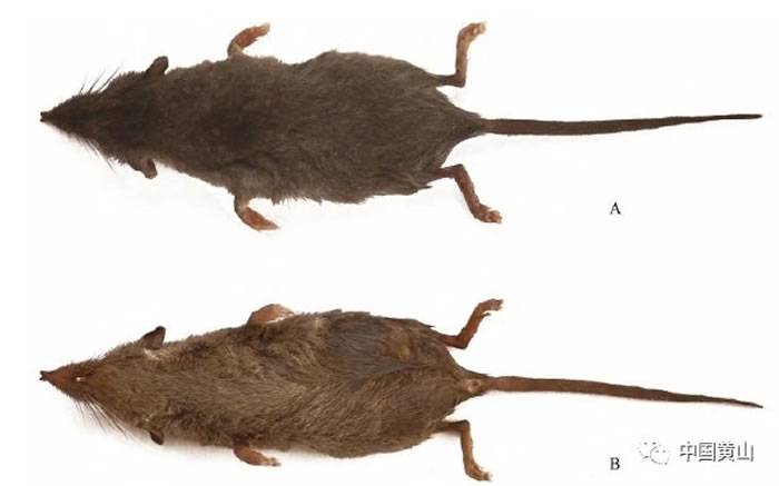 村民称为“尖嘴老鼠”！安徽黄山发现2个新哺乳类动物物种：安徽麝鼩和黄山小麝鼩
