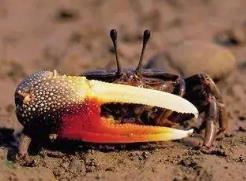 世界上最会变色的螃蟹是什么，招潮蟹（一天八种颜色）