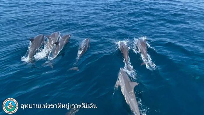 “普吉岛新闻”网站：泰国斯米兰群岛水域发现约100只长吻原海豚