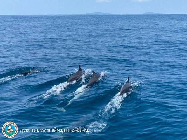 “普吉岛新闻”网站：泰国斯米兰群岛水域发现约100只长吻原海豚