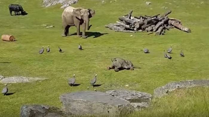 瑞典南部布罗斯动物园调皮小象草地追逐一群珠鸡不幸摔倒