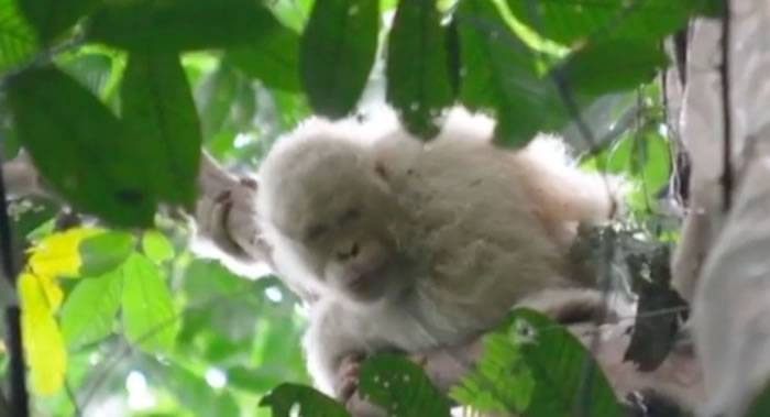 世界上唯一幸存的白化猩猩现身印度尼西亚婆罗洲热带雨林