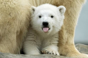 奥地利维也纳动物园迎来可爱北极熊幼崽 以芬雅（Finja）命名
