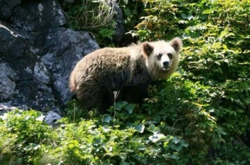 日本北海道世界自然遗产知床发现有点像“熊猫”的棕熊