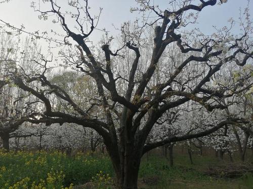 梨树如何防治病虫害