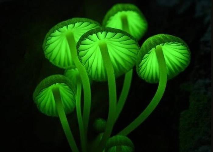 日本神户市六甲山出现“绿光磨菇” 绽放梦幻绿色光芒