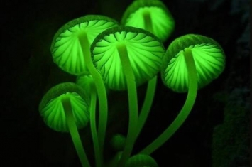 日本神户市六甲山出现“绿光磨菇” 绽放梦幻绿色光芒