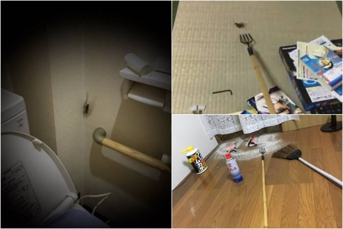 日本男子在家中上厕所时遇怪虫惨叫 原来是蚰蜒