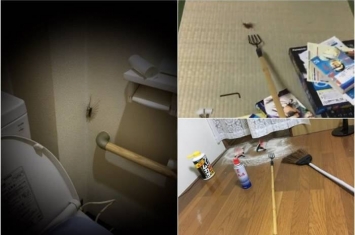 日本男子在家中上厕所时遇怪虫惨叫 原来是蚰蜒