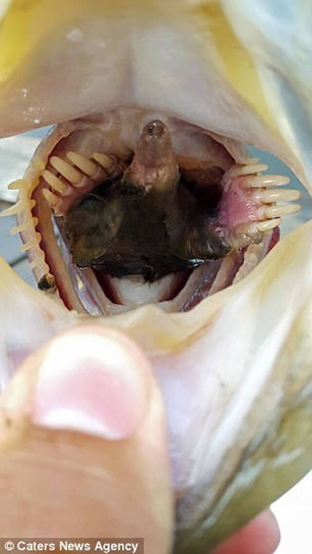 美国密苏里州男子池塘钓起鲈鱼 发现鱼嘴中竟然有只小鼹鼠