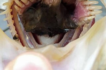 美国密苏里州男子池塘钓起鲈鱼 发现鱼嘴中竟然有只小鼹鼠