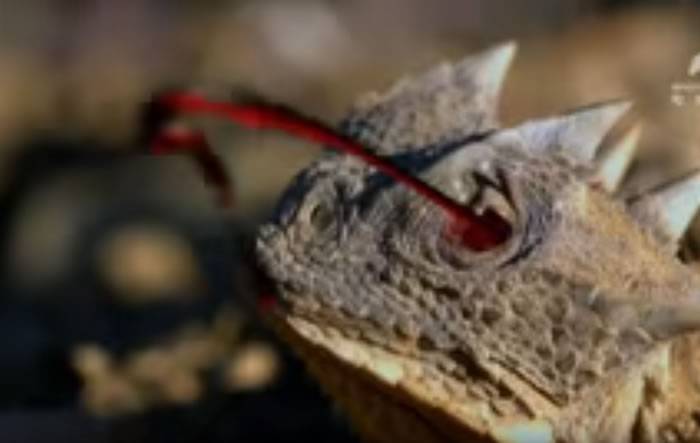 动物星球频道影片：“迷你哥斯拉”大角蜥危急时刻眼睛能喷出射程达1.7公尺的毒血