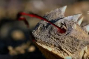 动物星球频道影片：“迷你哥斯拉”大角蜥危急时刻眼睛能喷出射程达1.7公尺的毒血