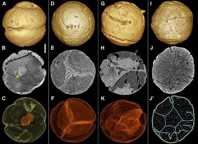 6亿年前的瓮安生物群中瓮安旋孔虫的身世之谜