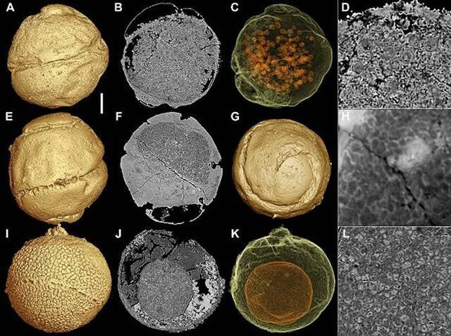 6亿年前的瓮安生物群中瓮安旋孔虫的身世之谜