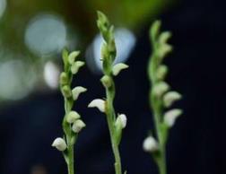 世界最小的种子，五万粒斑叶兰种子加起来只有0.025克重