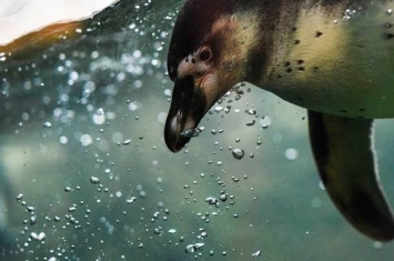 几只稀有洪堡企鹅宝宝在俄罗斯莫斯科动物园孵化