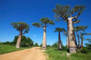 世界上最能储存水的树：纺锤树（树干被砍会喷涌出水）