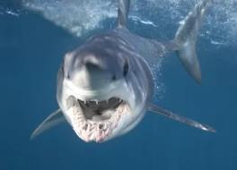 世界上速度最快的鲨鱼，灰鲭鲨（嗜血吃人比船还快）
